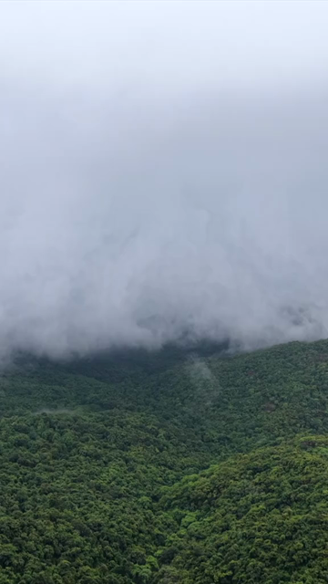 Vertical Aerial View of Amboli Ghat in Monsoon Maharashtra