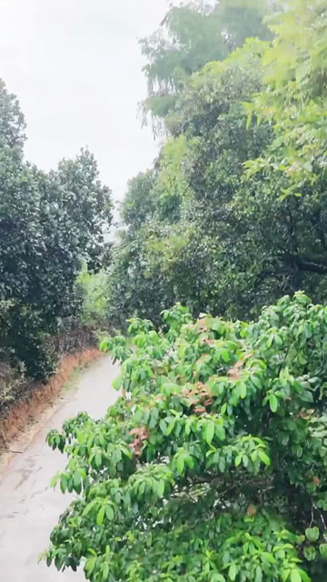 Vertical Aerial View of Amboli Ghat in Monsoon Maharashtra