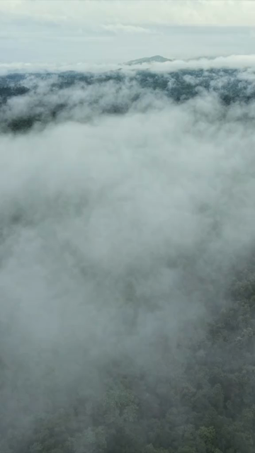Vertical Aerial View of Amboli Ghat in Monsoon Maharashtra