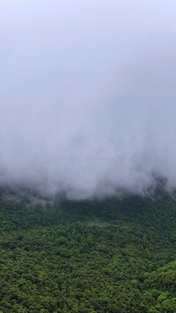 Vertical Aerial View of Amboli Ghat in Monsoon Maharashtra
