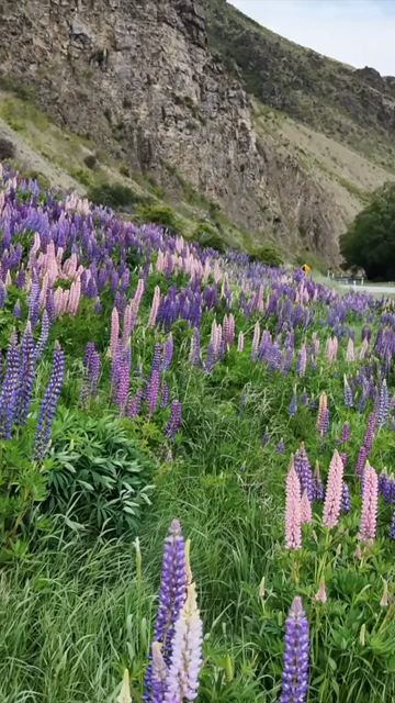 Vertical Aerial View of Blooming Lupin Flowers in New Zealand