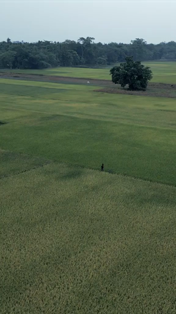Vertical Aerial View of Boy Running Through Green Paddy Fields in Arunachal Pradesh