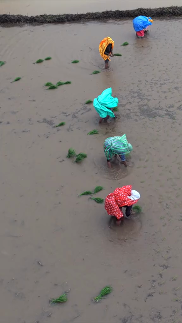 Vertical Aerial View of Farmers Planting Rice in Paddy Field India