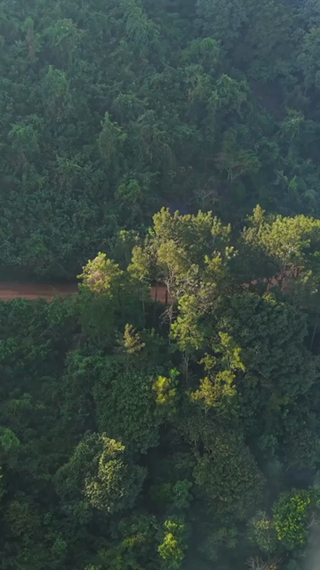 Vertical Aerial View of Forest Hills in Lambasingi, Andhra Pradesh, India