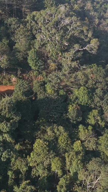 Vertical Aerial View of Forest Hills in Lambasingi, Andhra Pradesh, India