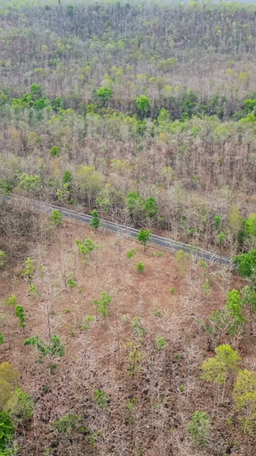 Vertical Aerial View of Forest Road Near Bhopal, Madhya Pradesh, India