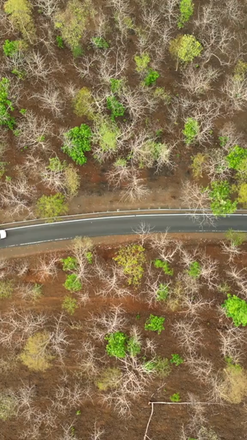 Vertical Aerial View of Forest Road Near Bhopal, Madhya Pradesh, India