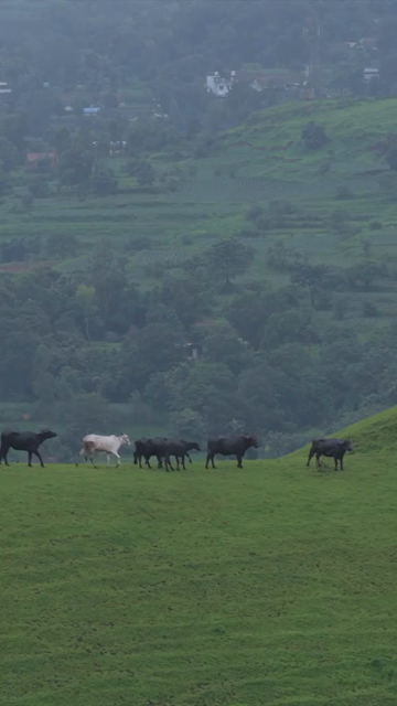 Vertical Aerial View of Gudhe Panchgani Plateau and Lush Green Sahyadri Hills Sangli Maharashtra