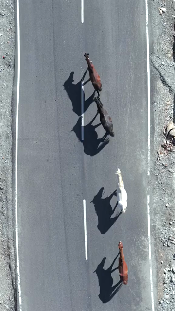 Vertical Aerial View of Horses Walking on Road in Ladakh India