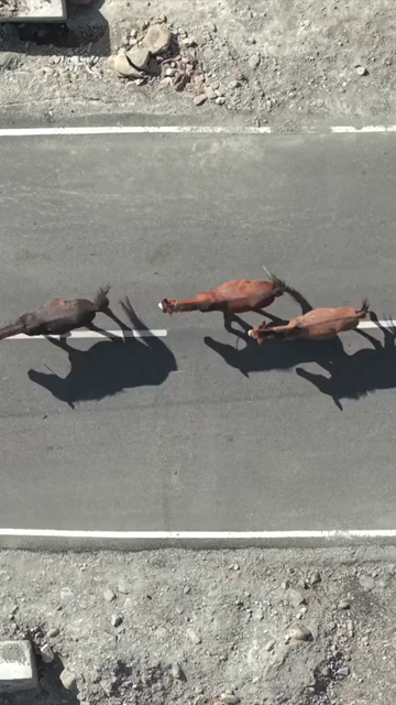 Vertical Aerial View of Horses Walking on Road in Ladakh India