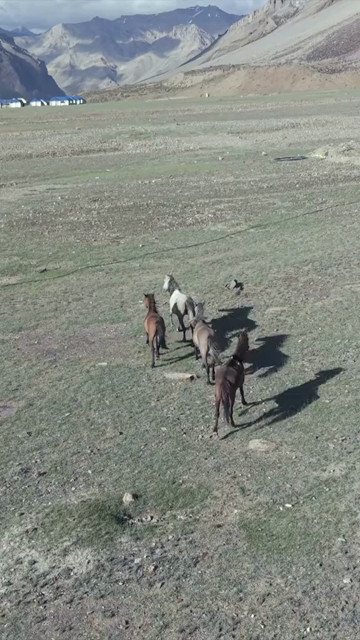 Vertical Aerial View of Horses in High Altitude Ladakh, India