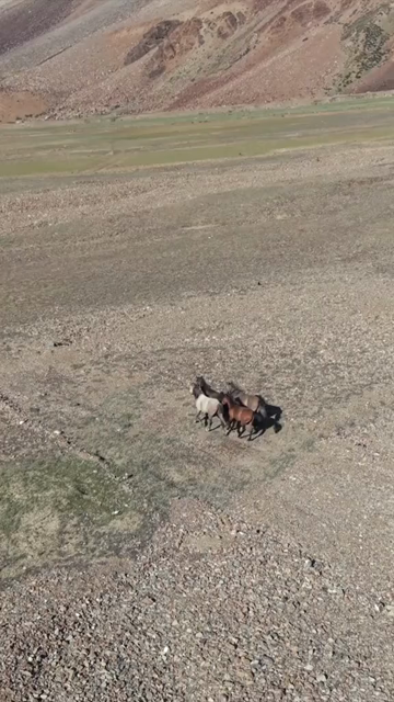 Vertical Aerial View of Horses in High Altitude Ladakh, India