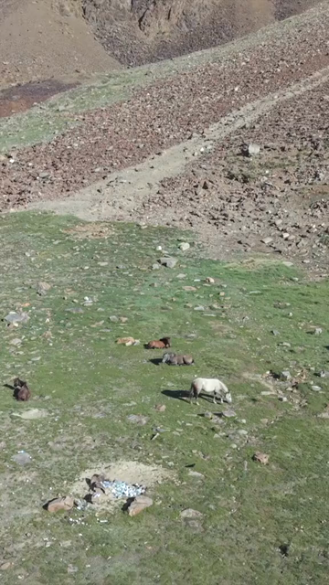 Vertical Aerial View of Horses in High Altitude Ladakh, India