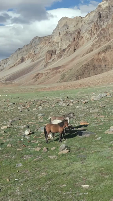 Vertical Aerial View of Horses in High Altitude Ladakh, India