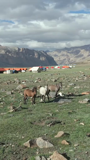 Vertical Aerial View of Horses in High Altitude Ladakh, India
