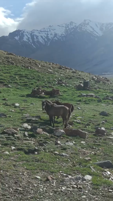 Vertical Aerial View of Horses in High Altitude Ladakh, India