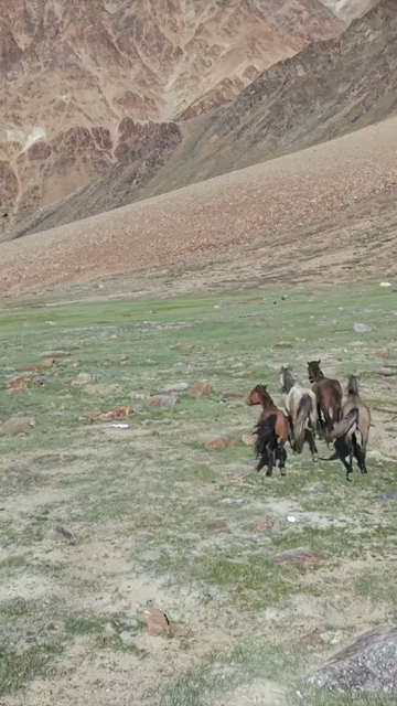 Vertical Aerial View of Horses in High Altitude Ladakh, India