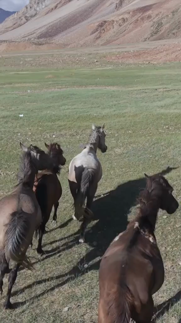 Vertical Aerial View of Horses in High Altitude Ladakh, India