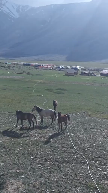 Vertical Aerial View of Horses in High Altitude Ladakh, India