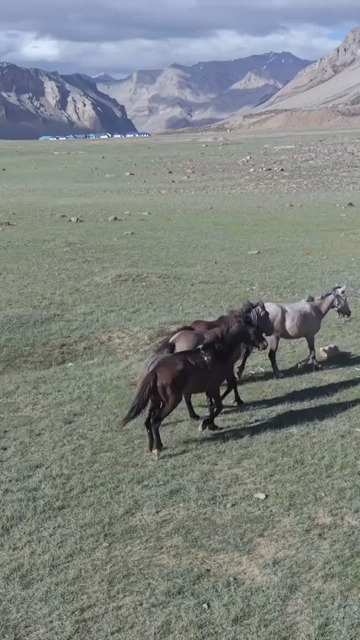 Vertical Aerial View of Horses in High Altitude Ladakh, India
