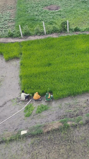 Vertical Aerial View of Indian Farmers Preparing Paddy Fields in Rural India