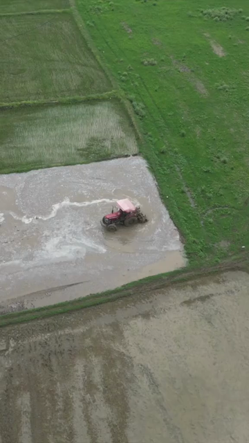 Vertical Aerial View of Indian Farmers Preparing Paddy Fields in Rural India