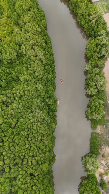 Vertical Aerial View of Kayakers in Udupi Backwaters Karnataka