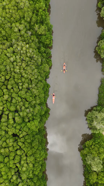 Vertical Aerial View of Kayakers in Udupi Backwaters Karnataka