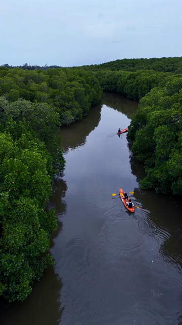 Vertical Aerial View of Kayakers in Udupi Backwaters Karnataka