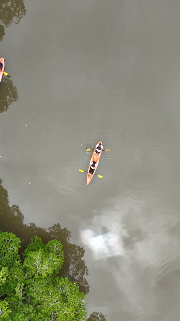 Vertical Aerial View of Kayakers in Udupi Backwaters Karnataka