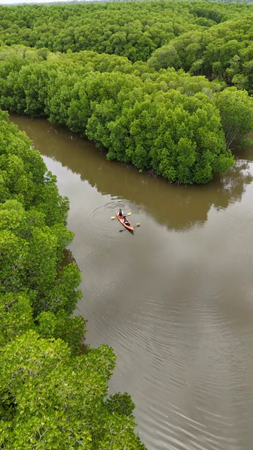 Vertical Aerial View of Kayakers in Udupi Backwaters Karnataka