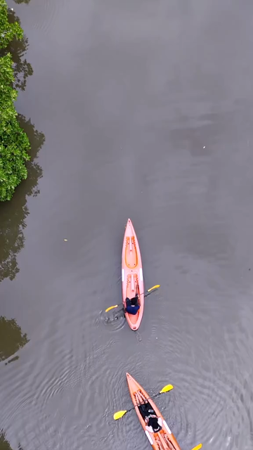 Vertical Aerial View of Kayakers in Udupi Backwaters Karnataka