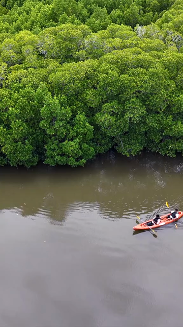 Vertical Aerial View of Kayakers in Udupi Backwaters Karnataka