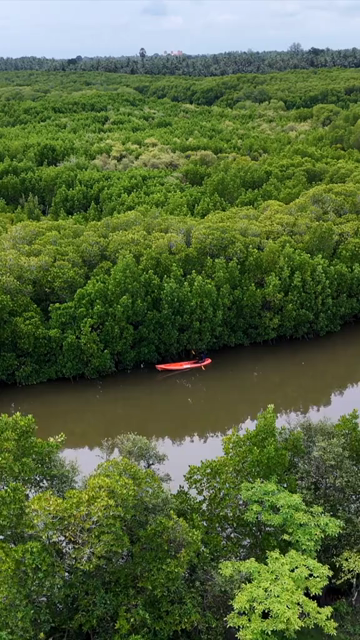 Vertical Aerial View of Kayakers in Udupi Backwaters Karnataka