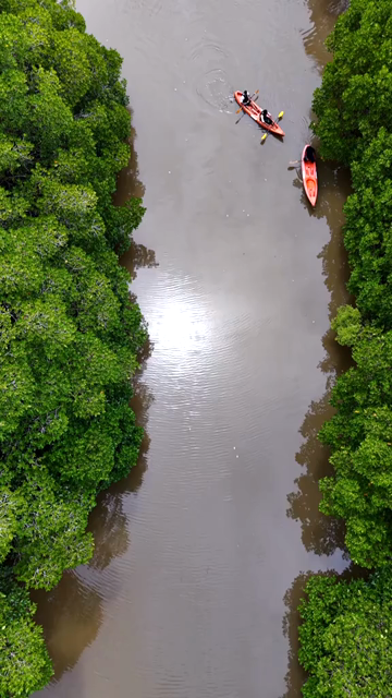 Vertical Aerial View of Kayakers in Udupi Backwaters Karnataka