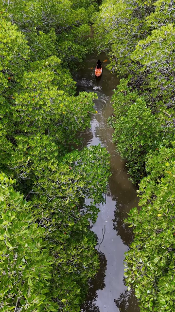 Vertical Aerial View of Kayakers in Udupi Backwaters Karnataka