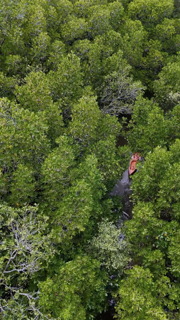 Vertical Aerial View of Kayakers in Udupi Backwaters Karnataka