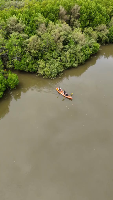 Vertical Aerial View of Kayakers in Udupi Backwaters Karnataka