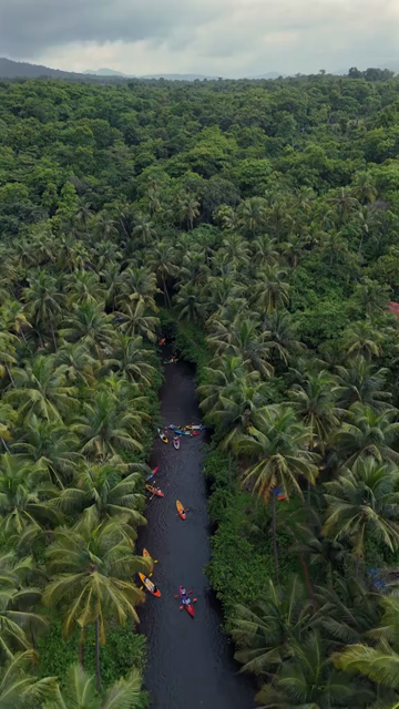 Vertical Aerial View of Kerala Backwaters with Kayaks and Coconut Palms India
