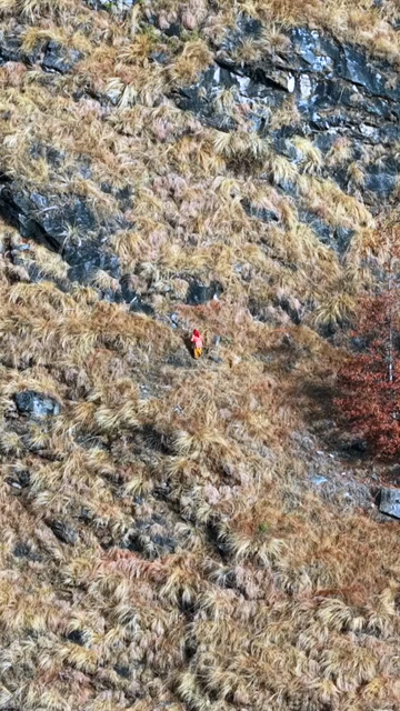 Vertical Aerial View of Local Woman Collecting Grass in Uttarakhand India