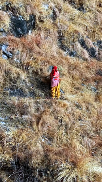 Vertical Aerial View of Local Woman Collecting Grass in Uttarakhand India
