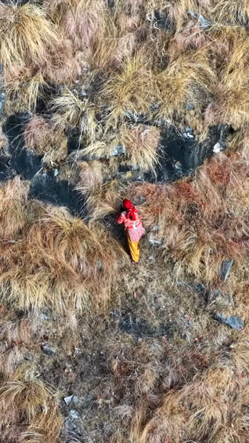 Vertical Aerial View of Local Woman Collecting Grass in Uttarakhand India
