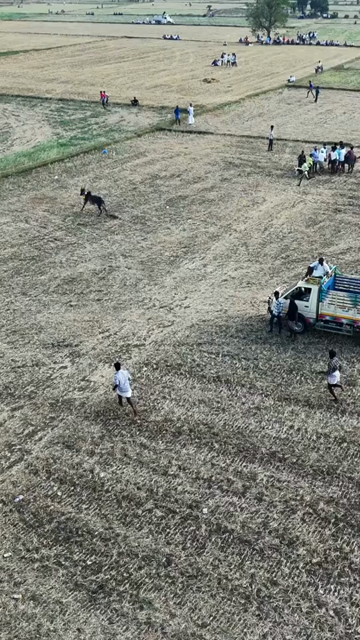Vertical Aerial View of Puliyal Manjuvirattu Bull Taming Festival in Tamil Nadu India
