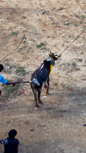 15th January 2026 : Vertical Aerial View of Puliyal Manjuvirattu Bull Taming Festival in Tamil Nadu India