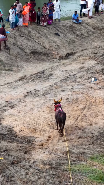 15th January 2026 : Vertical Aerial View of Puliyal Manjuvirattu Bull Taming Festival in Tamil Nadu India