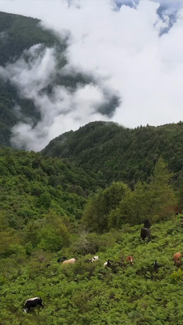 Vertical Aerial View of Misty Forest Landscape at Mandala Top Arunachal Pradesh India