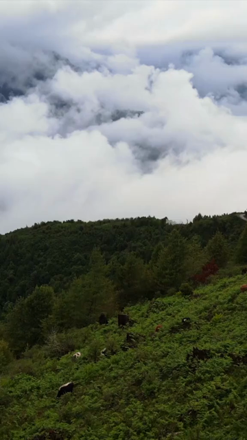 Vertical Aerial View of Misty Forest Landscape at Mandala Top Arunachal Pradesh India