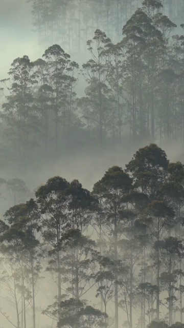 Vertical Aerial View of Misty Forest in Munnar Kerala India