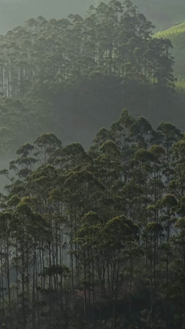 Vertical Aerial View of Misty Forest in Munnar Kerala India