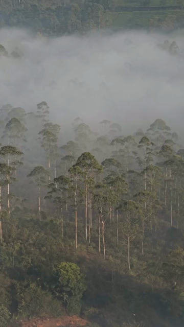 Vertical Aerial View of Misty Forest in Munnar Kerala India